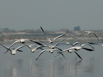 Birds Over the Yamuna