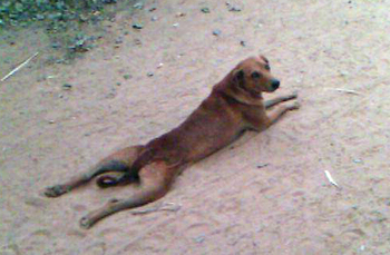 Dandavat Dog