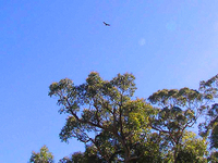 Eagle.jpg