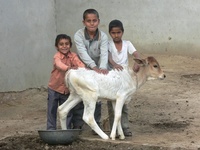 Calf_and_6_young_firm_hands