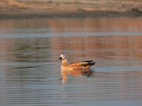 Duck_on_Yamuna1