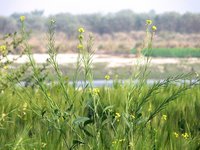 Mustard_Near_Akrura_Ghat