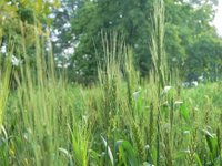 Wheat_near_Sundrak