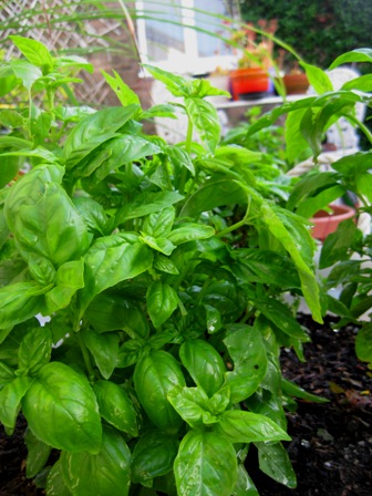 2010 basil: 