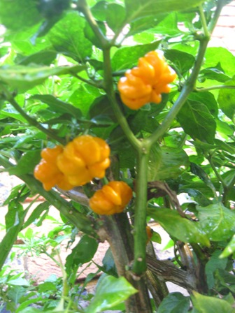 2010 habaneros: 