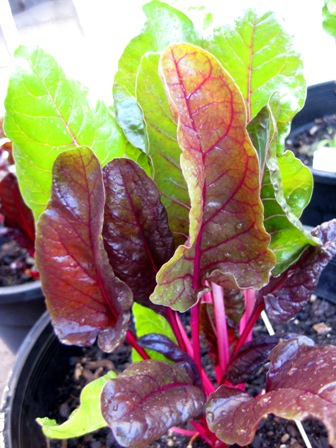 2010 rainbow chard: 