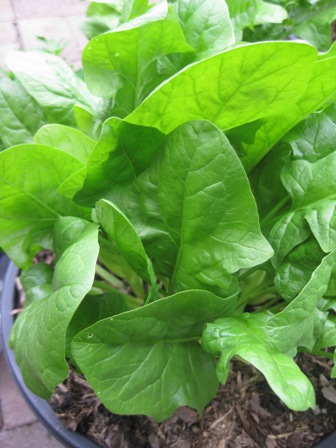 2011 English Spinach: 