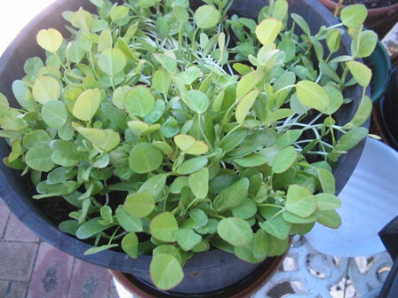 4 fresh fenugreek: