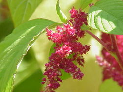 Amaranthus: 