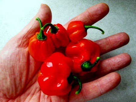 Big Red: 