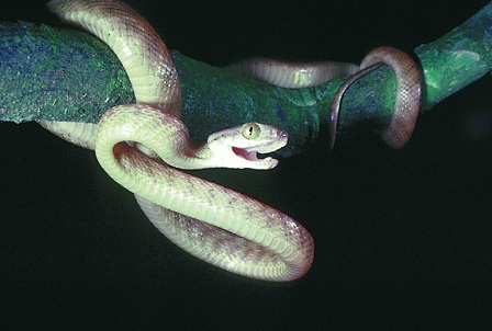 Brown Tree Snake:
