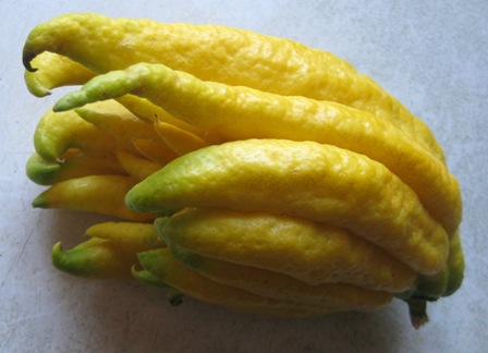 Buddha's Hand Citron #3: 