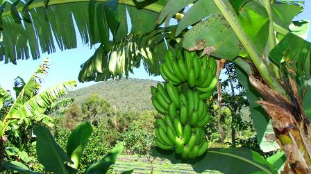 Cavendish bananas: 