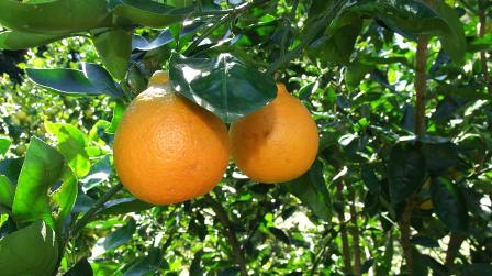 delicious oranges: 