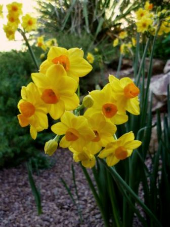 Jonquils: 