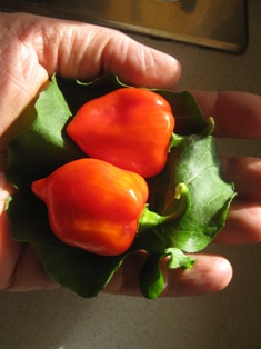 My Big Red Friends:
