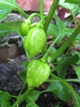 My how you've grown!: 