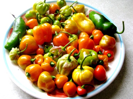 Plate Full of Lerve: 