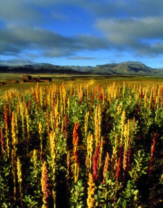 Quinoa in Peru:
