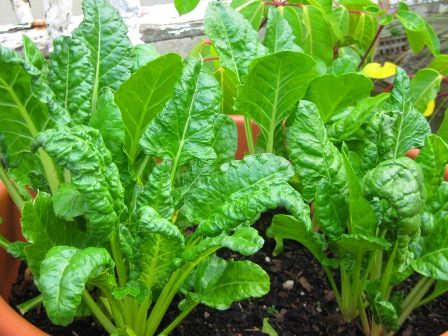 silverbeet: 