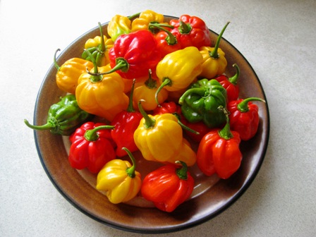 Summer of Kurma: 