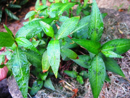 laksa plant. kurma revived TLC online plant and food singapore laksa plant. kurma revived TLC online plant and food singapore