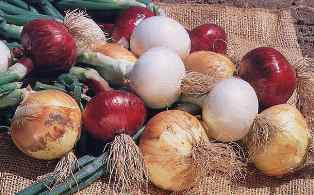alliums: