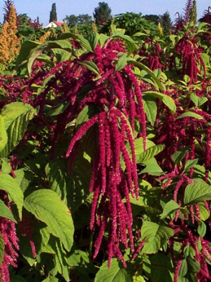 amaranth in full bloom: 