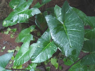 arbi leaves: