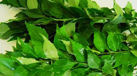 beautiful fresh curry leavs: