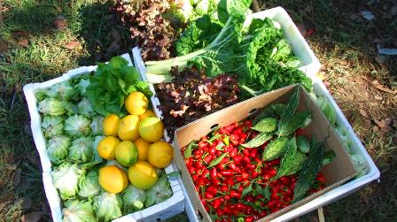 but wait, there's more (veg):