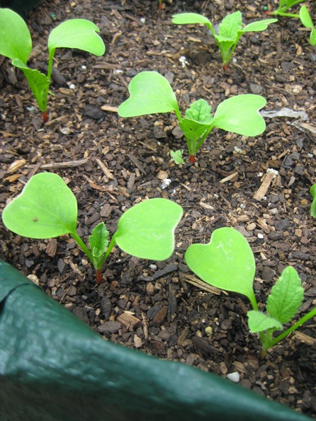 champion radish: 