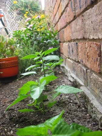 chilies back view: 