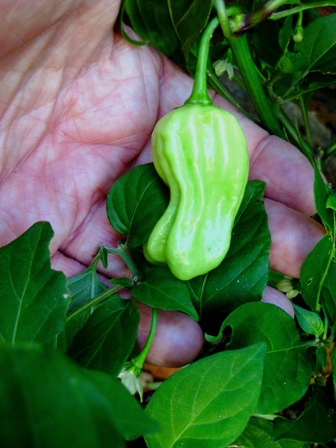 chili matriarch:
