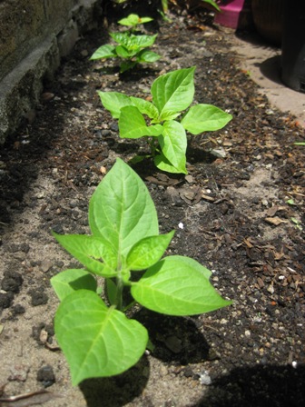 chili plants: 