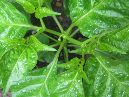 chillies ahoy:
