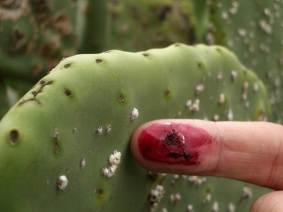 cochineal's strong colouring ability: 