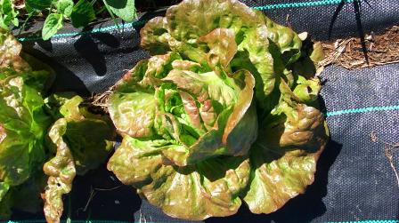 drip-fed lettuce:
