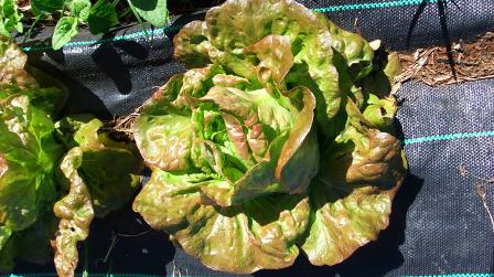 drip-fed lettuce: 