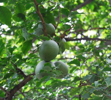 elephant apple: