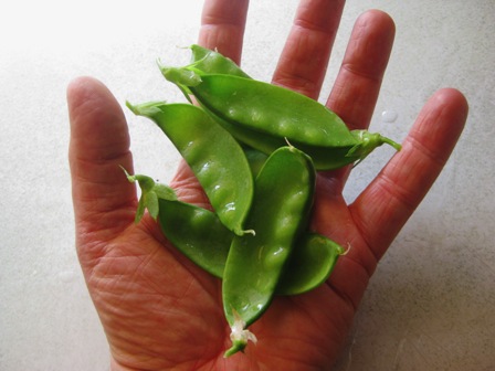 first of my snow pea crop: