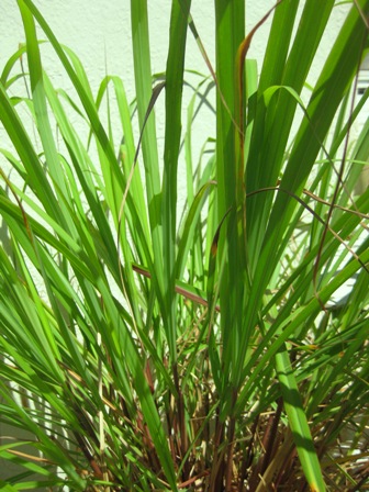 fragrant lemongrass: 
