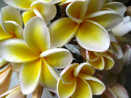 frangipani: 