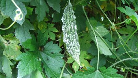 fresh bitter melon: 