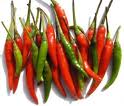 fresh chilies galore.jpg: