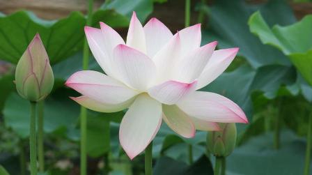 freshly opened lotus: 