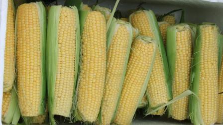 freshly picked corn: 