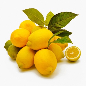 freshly picked eureka lemons: