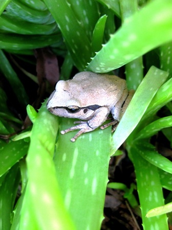 frog in aloe vera: