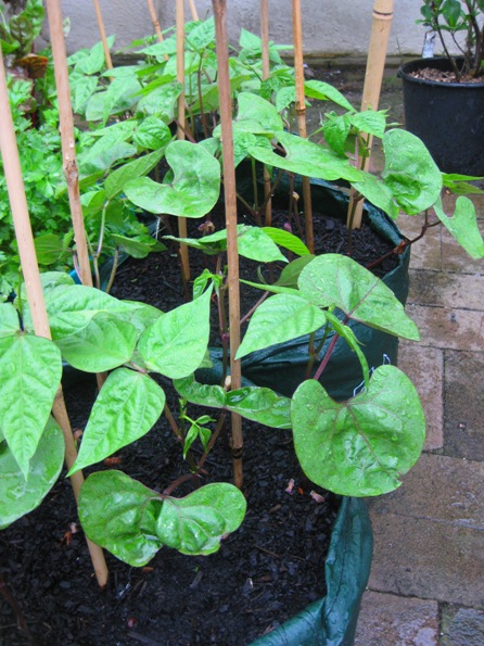 giant purple beans: 